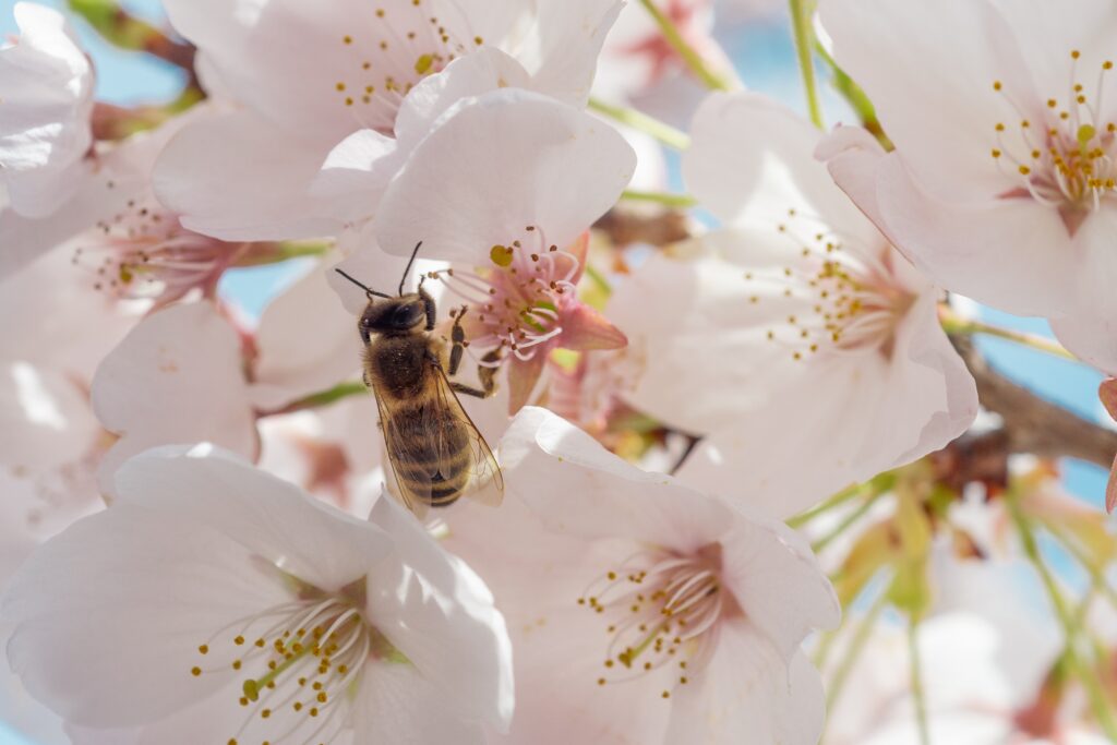 “To bee, or not to bee?”. Ο πληθυσμός τους τα τελευταία χρόνια σημειώνει πτωτική τάση και αυτό είναι κάτι που τουλάχιστον θα έπρεπε να μας θορυβήσει. Πόση είναι αυτή η μείωση του αριθμού των μελισσών και γιατί να μας προβληματίσει; Πως μπορούμε να βοηθήσουμε τις μέλισσες;
